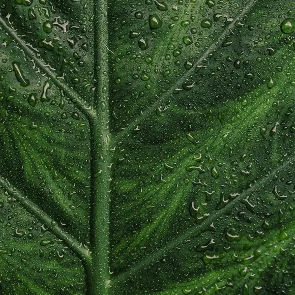 Purifiant