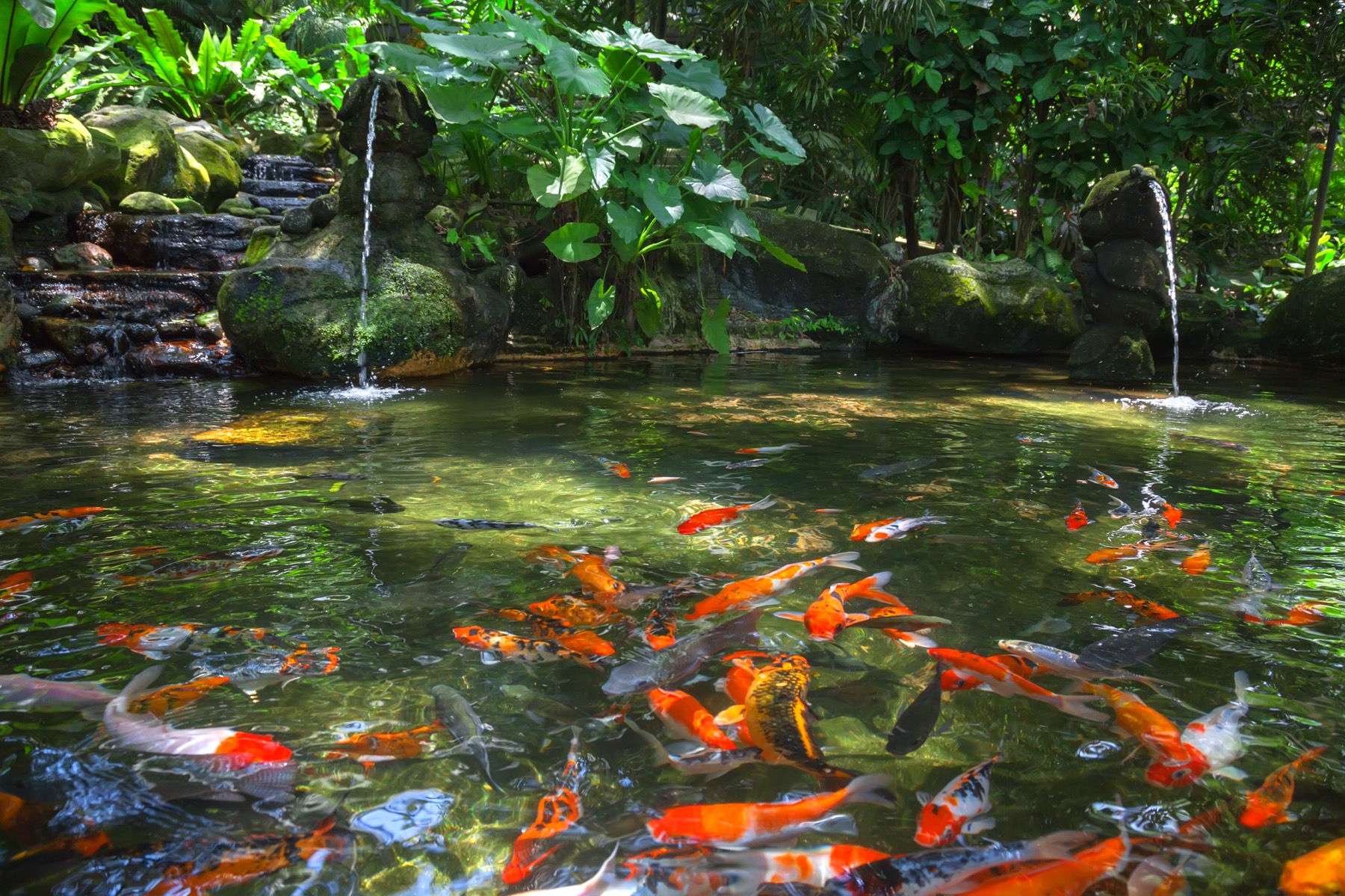 Bassin à koïs aménagé dans un jardin