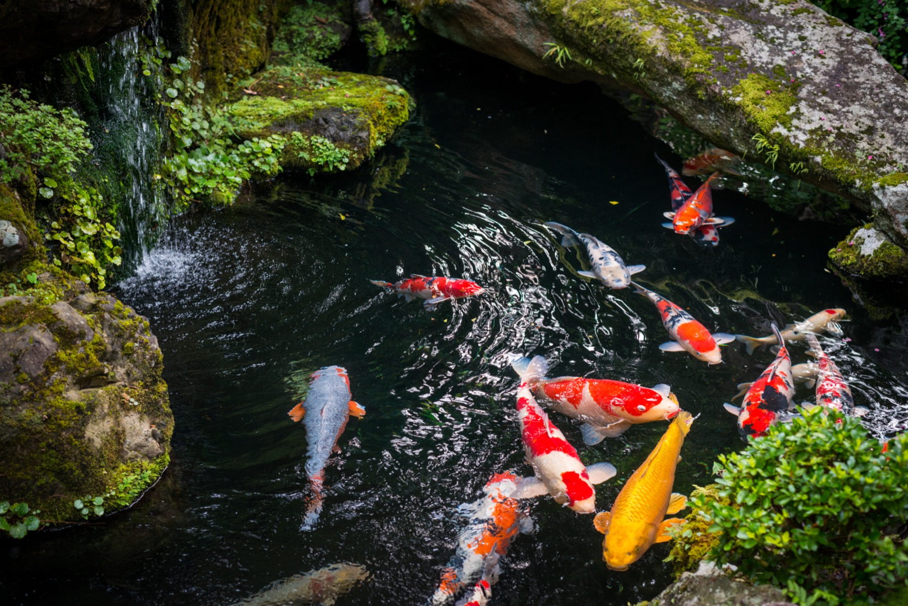 Koïs nageant dans un bassin à l'eau limpide