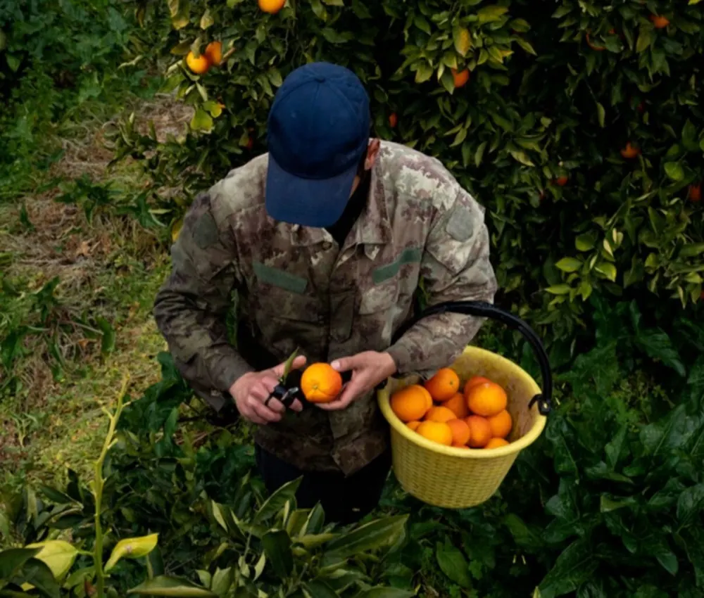 Panier de fruits fraîchement cueillis Mon Marché