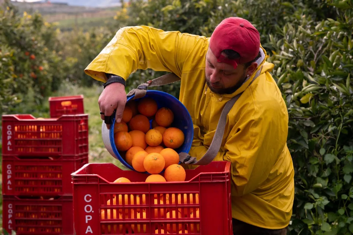 Un producteur partenaire verse sa récolte d’oranges dans des caisses